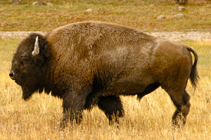Bristlecone Ranch Elk Hunting Rates