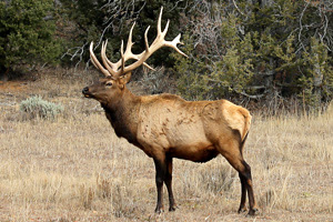 Bristlecone Ranch Elk Hunting Rates