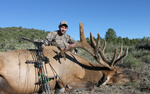 Bull Elk July 24 2013